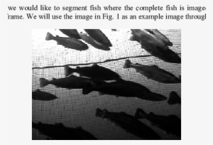 An Example Of A Medium Complex Image Of Fish Swimming - Boot #2915192