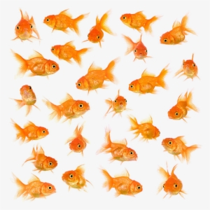 Little Fish Big Fish Swimming In The Water - Goldfish #2915470