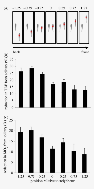 The Hydrodynamic Advantages Of Swimming In A School - School #2915791