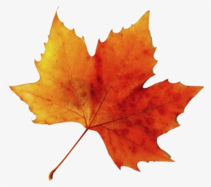 Static - Tumblr - Com - Orange Fall Leaf #2917290