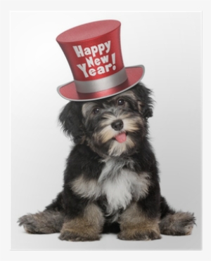 Cute Havanese Puppy Dog Is Wearing A Red Happy New - Havanese Black And Brown #2917787