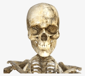 Skeleton Halloween Свелетон Скелет Sticker - Como Nos Tornamos Humanos #2918112