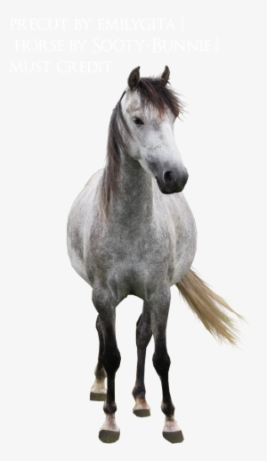 Deviantart Horse Png #2919259