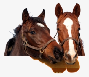 Responsibility For A Horse #2919280