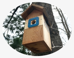 A Birdhouse Colonised By Blue Tits On The Edge Of The - Outhouse #2921267
