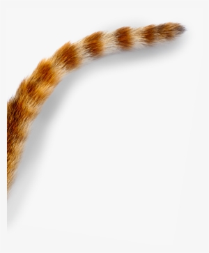 Наклейка Ухо Рыбы Png - Eurasian Red Squirrel #2921810