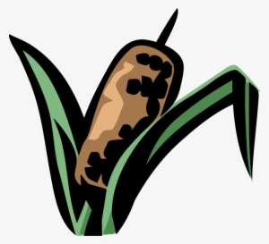 Vector Illustration Of Cattail Bulrushes Bulrush In #2921927