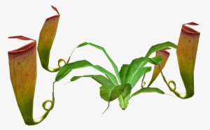 Madagascar Pitcher Plant - Pitcher Plant Full #2922046