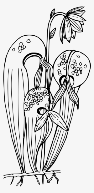 This Free Icons Png Design Of California Pitcher Plant #2922091