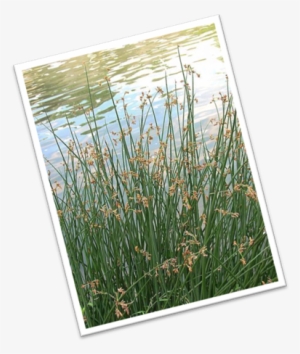 The Spanish Got It From The Aztec Word “tollin” Which - Sweet Grass #2922168