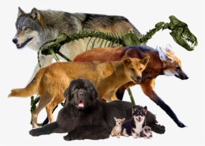 Animal Companions - Wolves - Keyring Fox Walking Grass 44860 #2922381