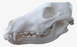 Fig 3 - Gray Wolf - Actual Skull - German Shepherd Skull Next To Wolf Skull #2922411