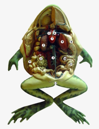 Frog Anatomy Tags - Anatomy Of A Frog #2923264