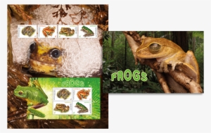 Stamp Pack Stamp Pack - Rainforests By Mike Clark 9781786371683 (hardback) #2923499