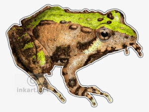 Graphic Royalty Free Download Bullfrog Drawing Wildlife - Northern Cricket Frog Png #2923702