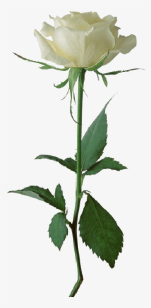 White Rose Flower Png #2923750