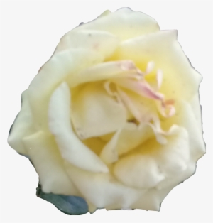 Rosa Blanca #2923796