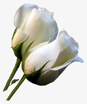 Rosablanca Logo - White Roses #2923820
