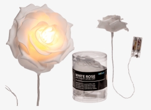 Garden Roses #2923898