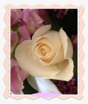 Navegación De Entradas - Rosa Blanca Y Feliz Cumpleaños #2923958