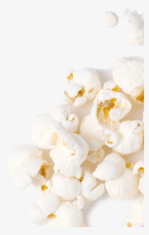 Products - Lily Of The Valley #2925301