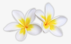 Macadamia Nuts - Hawaiian Bbq Clip Art #2927415