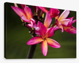 Close Up Of Bright Pink Plumeria Flowers Maui Hawaii #2927418