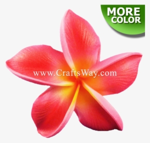 Foam Plumeria Type Bu - Candlenut #2927611