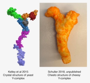#cheetoscience Hashtag On Twitter - Goldfish #2927672