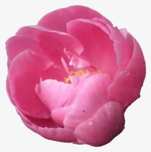 Flowers Transparent Png Sticker - Peonies Png #2927704 Flowers Transparent Png Sticker - Peonies Png #2927704