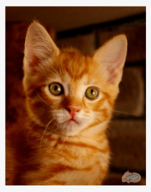 Photo Of Cheeto Nk2617 - Cat #2927854