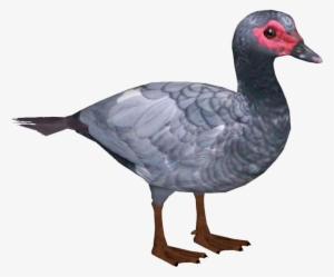 Domestic Muscovy Duck 4 - Muscovy Duck Png #2928775