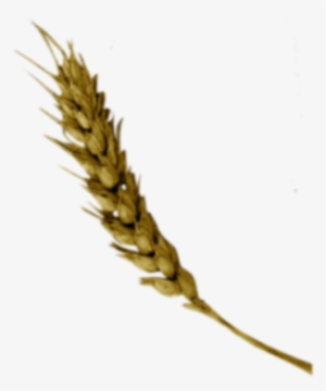 Cerveja Trigo Png #2931079