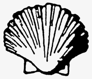 Shell Clipart Bivalve - Illustration #2931302