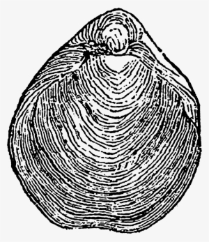 Shell Digital Stamp Downloads - Digital Stamp #2931425