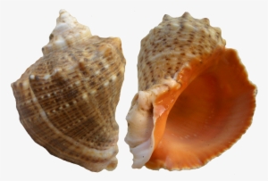 Portable Network Graphics #2931696