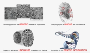 It Was Interesting To Note That These Babies Did Not - Dermatoglyphics Png #2933635