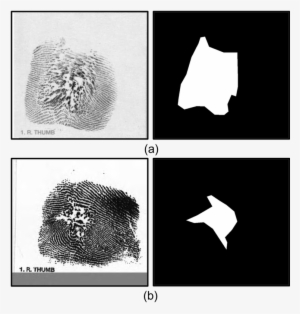 Examples Of Altered Fingerprints And Corresponding - Illustration #2933655