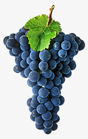 Cabernet Sauvignon Is One Of The World's Most Widely - Cabernet Sauvignon Grape Transparent #2934451