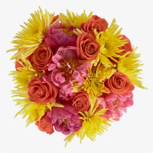 Fruity Pebbles - Floribunda #2934802