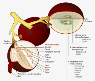 Wine Grape Diagram En - Part Of The Grapes #2934877