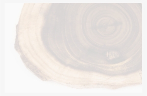 Faded Log - Tree Rings #2935115