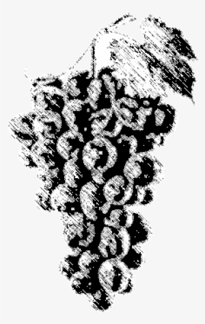 Every Great Wine Always Starts With A Good Grapevine - Grape #2935475