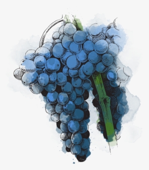 Grenache Allows You To Make The World-famous Rosé Types - Seedless Fruit #2935784