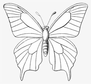 Black And White Monarch Butterfly Free Clip Art, Monarch - Outline Sketch Of Butterflies #2935862