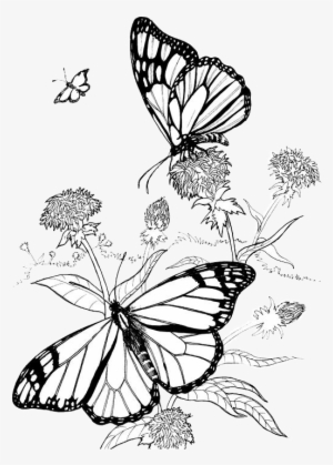 Butterfly & Hummingbird Garden Ideas And Tips - Butterfly Flower Coloring Pages #2936119