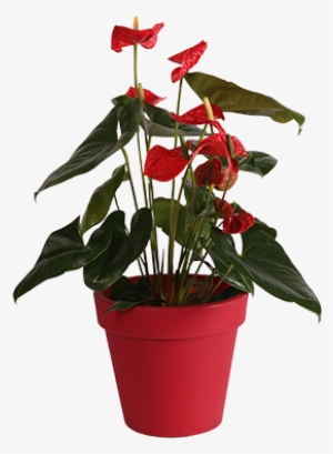 Tu Tienda De Flores En Murcia - San Lorenzo Florist #2937371