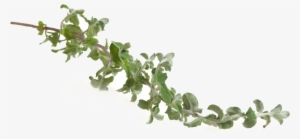 Phytonutrient Plant Compounds For Additional Nutritional - Houseplant #2938614