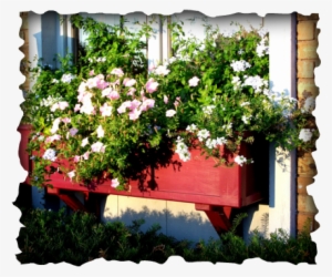 This Window Box Is Not At All Like Those Flimsy Little - Kerterre #2939556