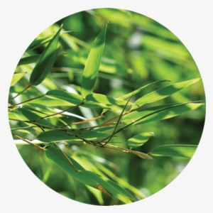 Site Under Construction - Fargesia Robusta - Bambou (c3) #2939559